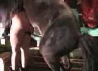 Gigantic horse fucks a zoophile