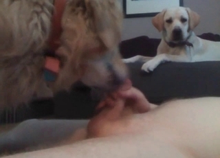 Dog is licking a small dick