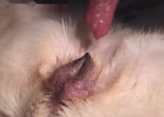 Nasty sex with a hot doggy
