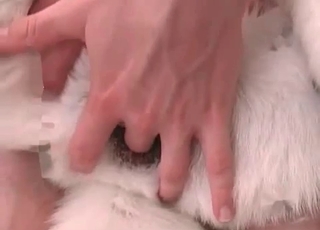 Husky gets into a crazy bestial sex