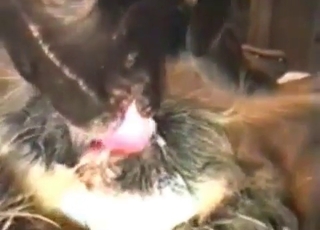 Dudes being licked out by dog
