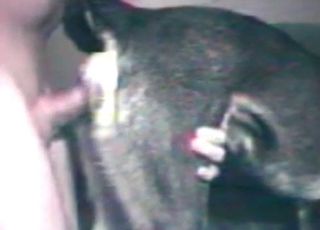 Zoo sex with a horny doggy