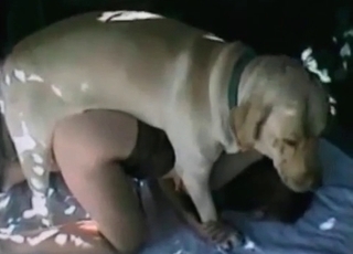 Trained dog pounds a crazy whore