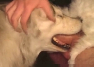 Pooch sucking cock