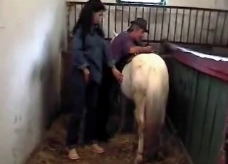 Bleached stallion in the old barn