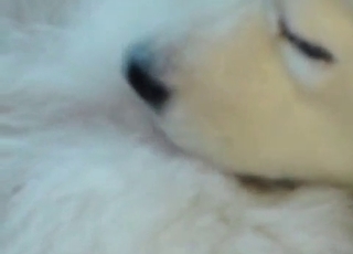 Doggy licking another puppy