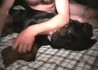 Stray sucking big dick