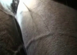 Impressive night bestiality sex