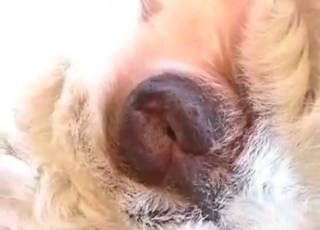 Stray fucked with a hard dick