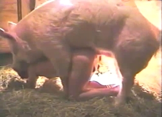 Extra-horny gay dude fucks a hung pig