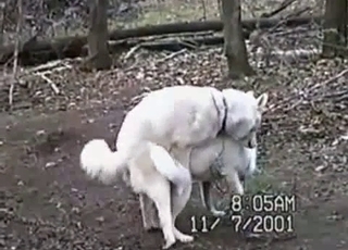 Two white dogs happily fucking outdoors