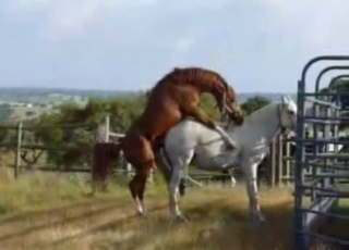 Dude watching horses getting it on
