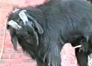 Black goat has fun drinking his own piss