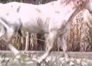 Two white horses fucking each other