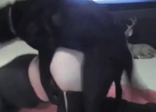 Dog licking the hottest pussy ever