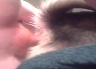 Pooch fucked in the ass