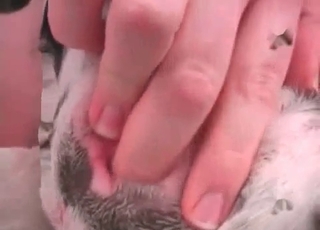Small Dalmatian fucked in the ass