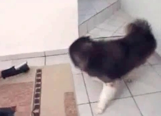 Husky and horny zoophile slut