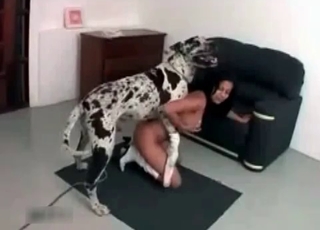 Cur fucking a hot babe