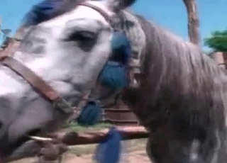Kinky brunette sucks a horse