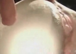 Stallion and its ass hole