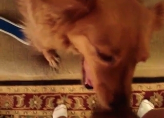 Dog sucking guys dick