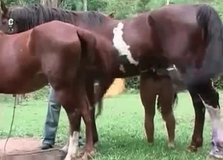 Filly nailing girl outdoor