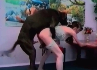 Black Doberman screws a bitch