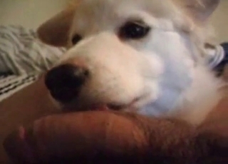 Doggy and a horny zoophile