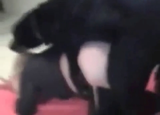 Hound licking out ass hole